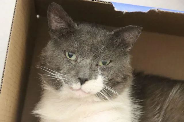 An adult small-sized male Domestic Short Hair cat named Gandolf for adoption in Tucson, AZ