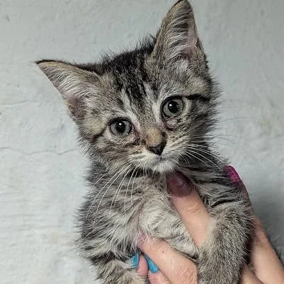 A baby small-sized male Brown / Chocolate Domestic Short Hair cat named Mochi for adoption in Johnstown, PA