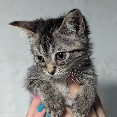 Mochi thumbnail 2
