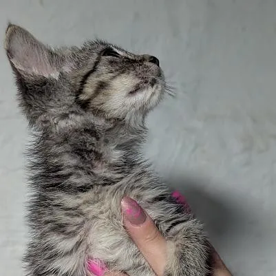 Mochi thumbnail 3
