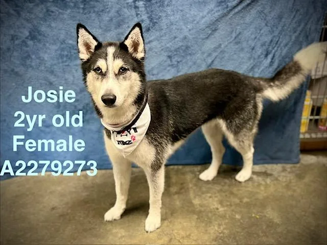 A young large-sized female Siberian Husky dog named Josie for adoption in Chatsworth, CA