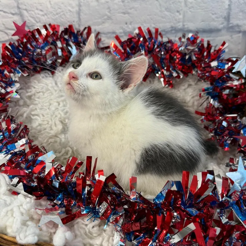 A baby small-sized male White Domestic Medium Hair cat named Palau for adoption in Harrisonburg, VA