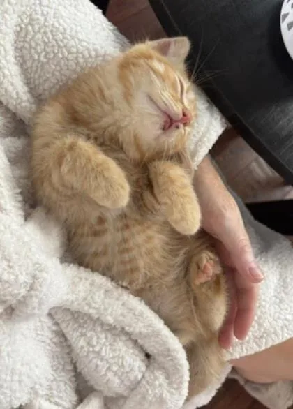 A baby small-sized male Domestic Short Hair cat named Yuzu for adoption in Seattle, WA