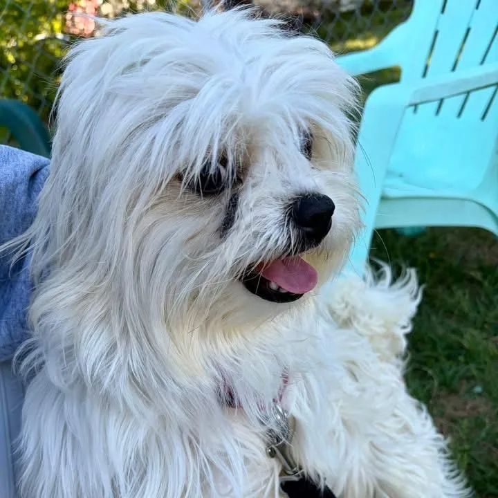 A young small-sized male Gray / Blue / Silver Mixed Breed dog named Sethany for adoption in Fredericksburg, VA