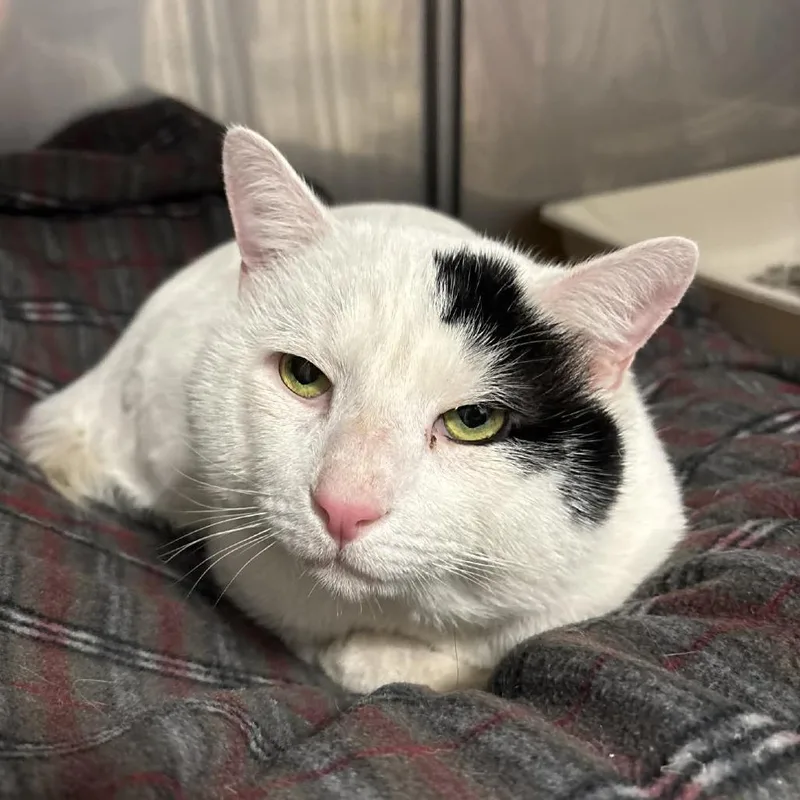 An adult large-sized male White Domestic Short Hair cat named Sawyer for adoption in Hampton Bays, NY