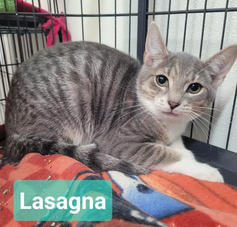 A baby small-sized male Domestic Short Hair cat named Lasagna for adoption in Richmond, IN