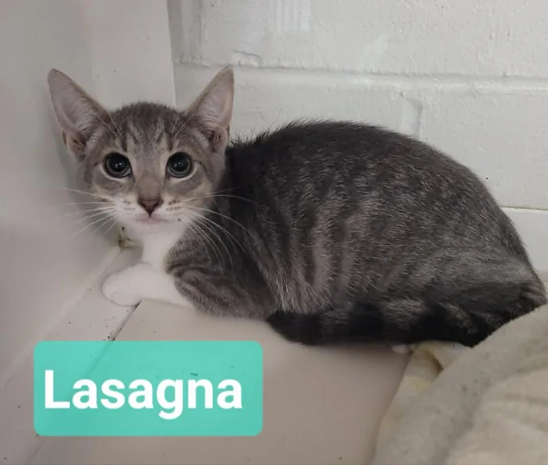 Lasagna thumbnail 2