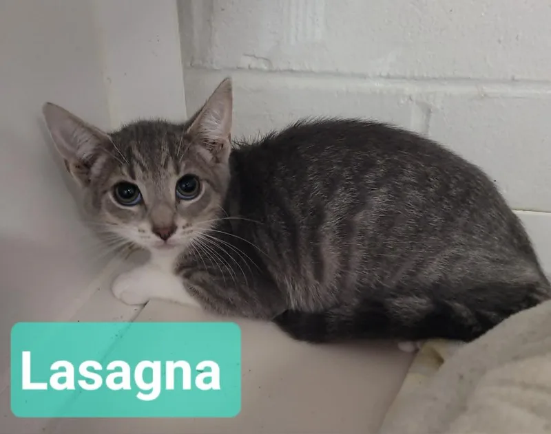 Lasagna thumbnail 3