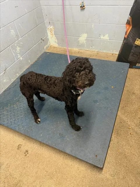 An adult small-sized male Poodle dog named Obsidian for adoption in Woodland, CA