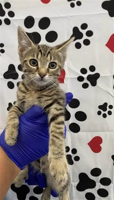 A baby small-sized female Domestic Short Hair cat named Raven for adoption in Dallas, TX