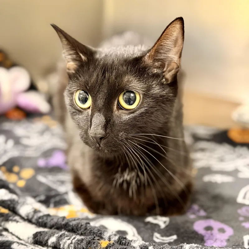An adult medium-sized female Black Domestic Short Hair cat named Promise for adoption in Jackson, NJ
