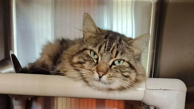 An adult large-sized male Tabby (Brown / Chocolate) Domestic Medium Hair cat named Teddy for adoption in Wahpeton, ND