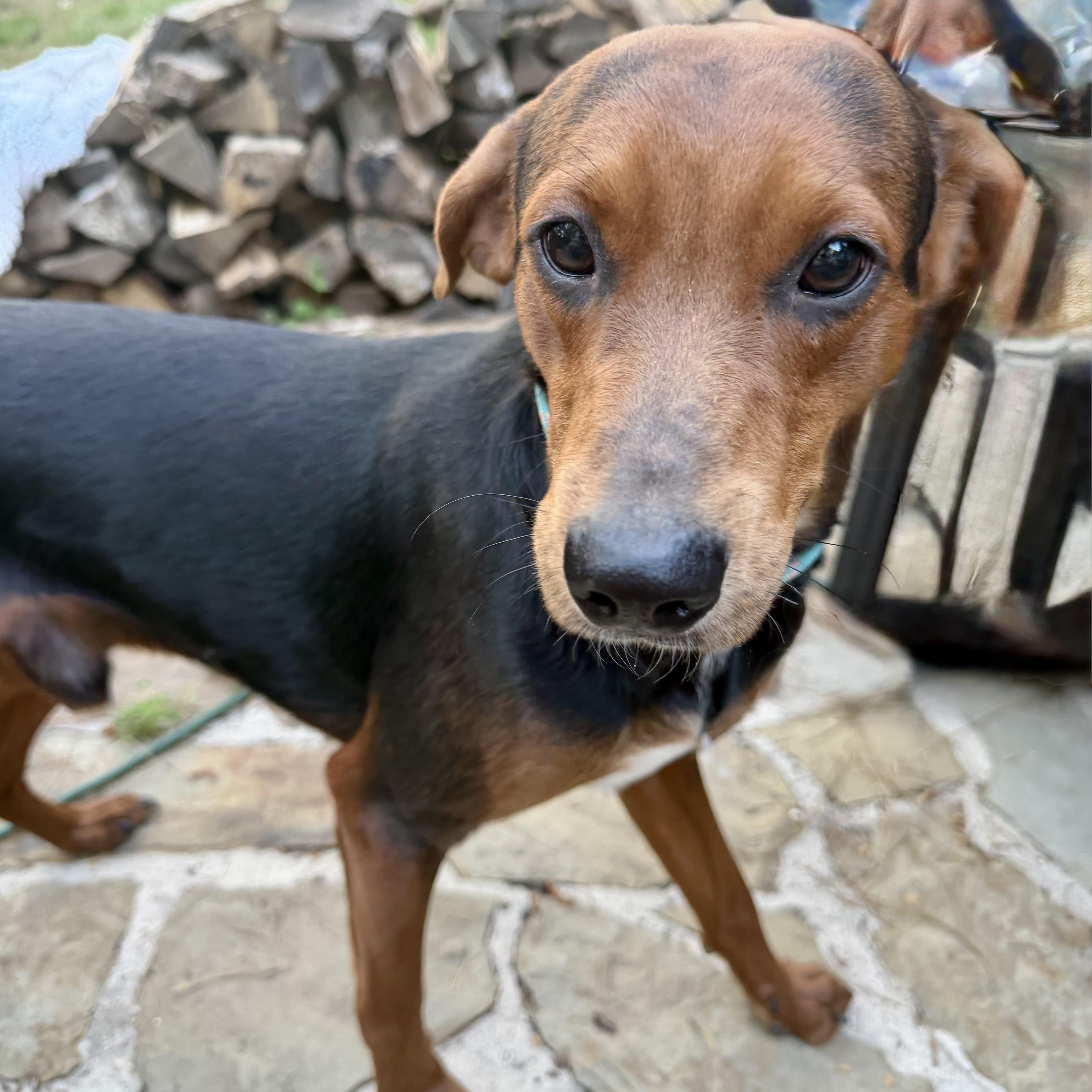 A young medium-sized male Brown / Chocolate Beagle dog named Bean for adoption in Houston, TX