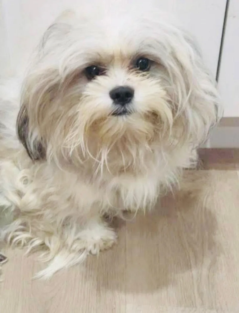 An adult small-sized male Shih Tzu dog named Gio for adoption in Oakland Park, FL