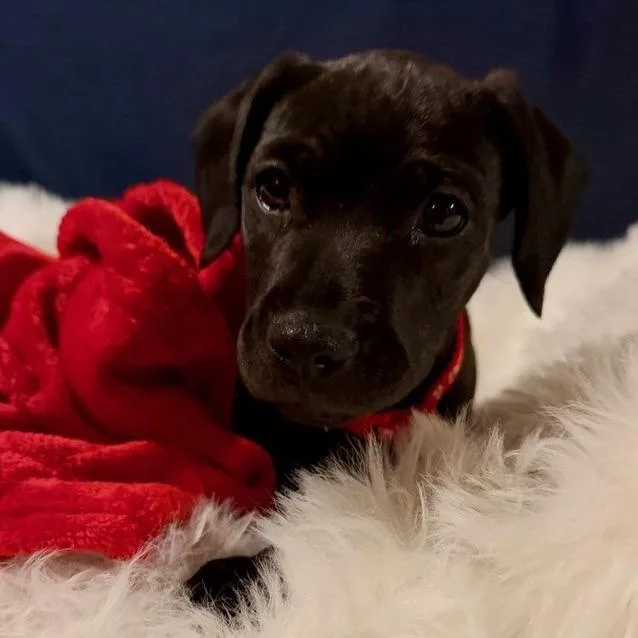 A baby medium-sized female Black Labrador Retriever dog named Robin for adoption in Normal, IL