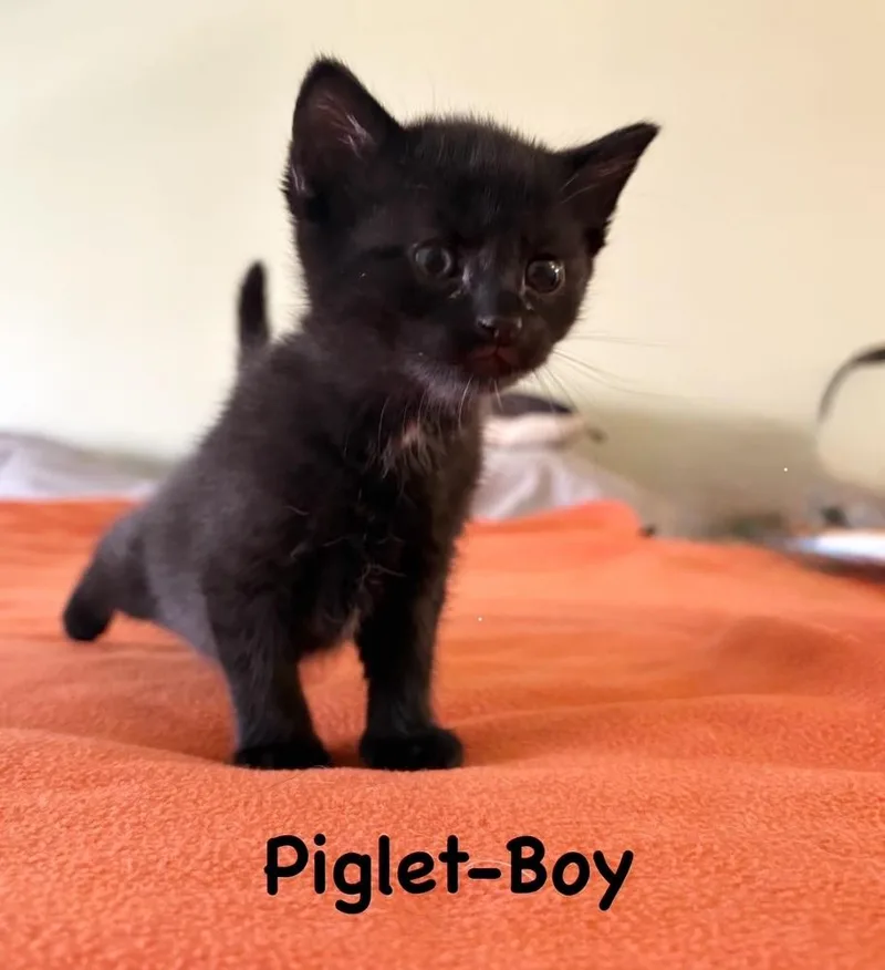 A baby small-sized male Black Domestic Short Hair cat named Piglet for adoption in Telford, PA