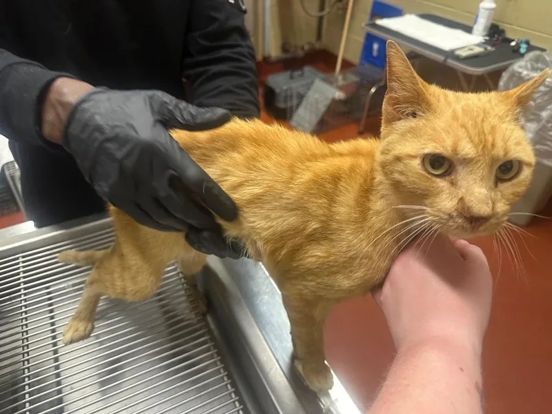 An adult medium-sized male Domestic Short Hair cat named Frenchfry for adoption in Douglasville, GA