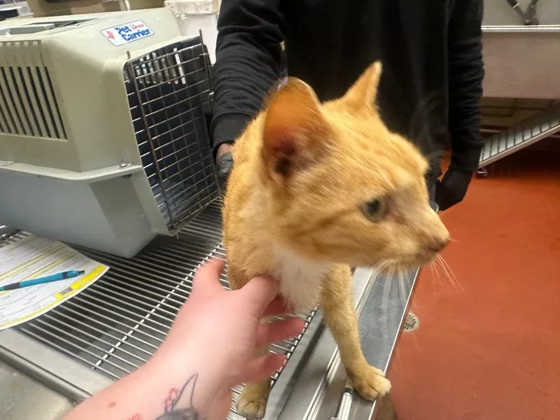Frenchfry thumbnail 2