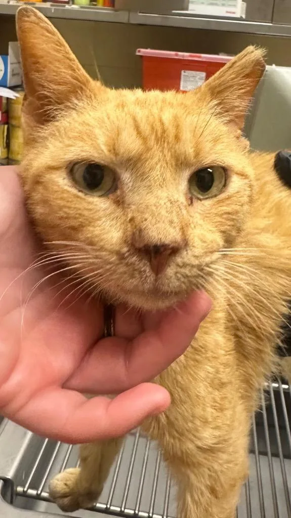 Frenchfry thumbnail 4