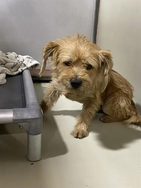 A young medium-sized male Terrier dog named Wharton for adoption in Bakersfield, CA