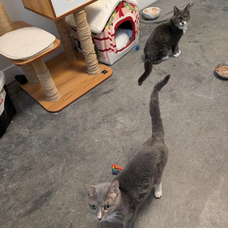 Little Edie thumbnail 2