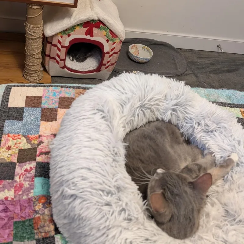 Little Edie thumbnail 4