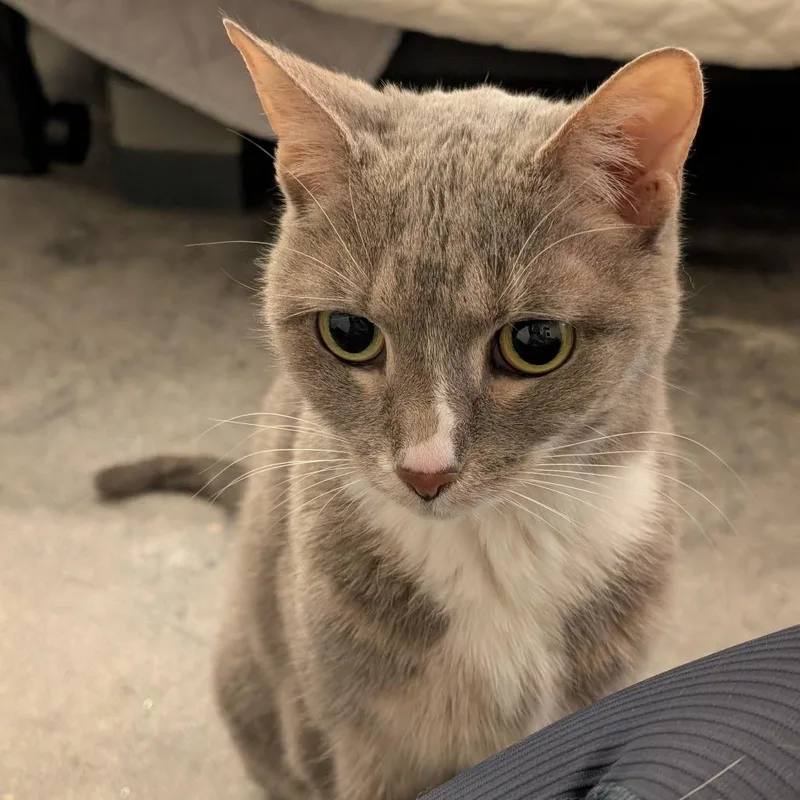 Little Edie thumbnail 5