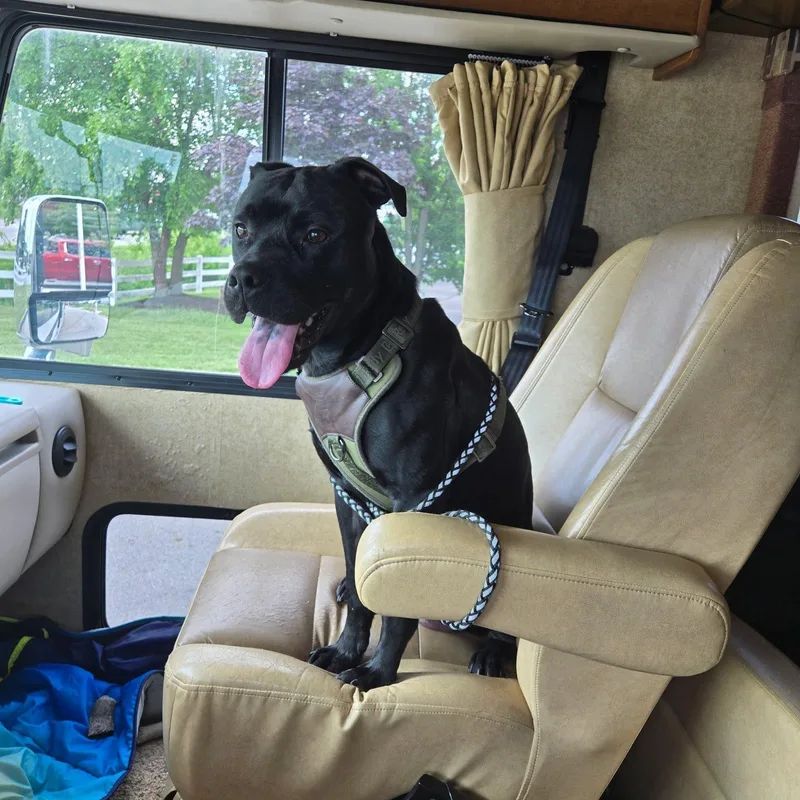An adult medium-sized male Black Labrador Retriever dog named Apollo for adoption in SHADE GAP, PA