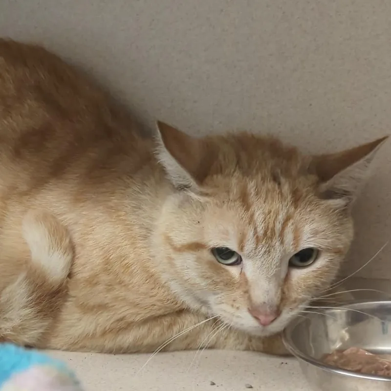 An adult small-sized male Orange / Red Domestic Short Hair cat named Phoenix for adoption in Denison, TX