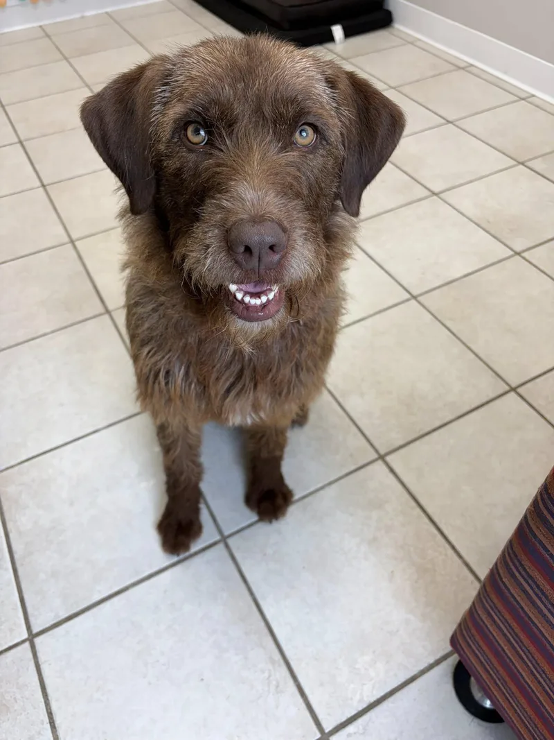 A young medium-sized female Brown / Chocolate Wirehaired Terrier dog named Zoie for adoption in Whitestown, IN