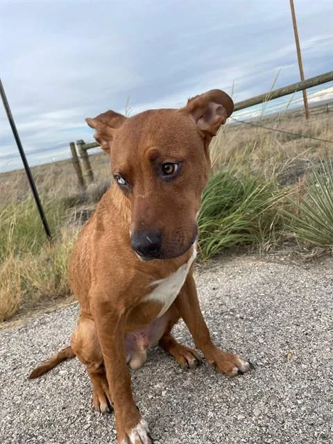 A young medium-sized male Rhodesian Ridgeback dog named Manderson for adoption in Casper, WY