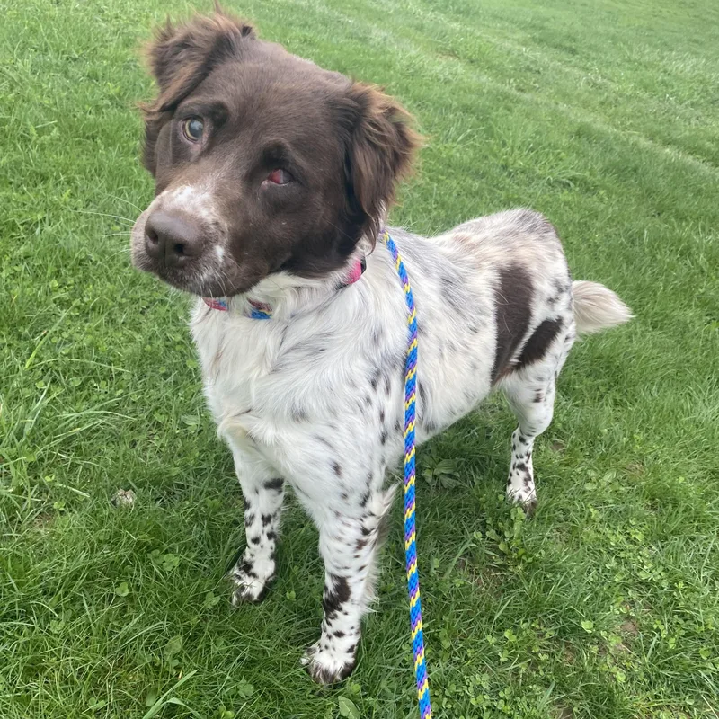 An adult medium-sized female Brown / Chocolate Brittany Spaniel dog named Helena for adoption in Allegan, MI