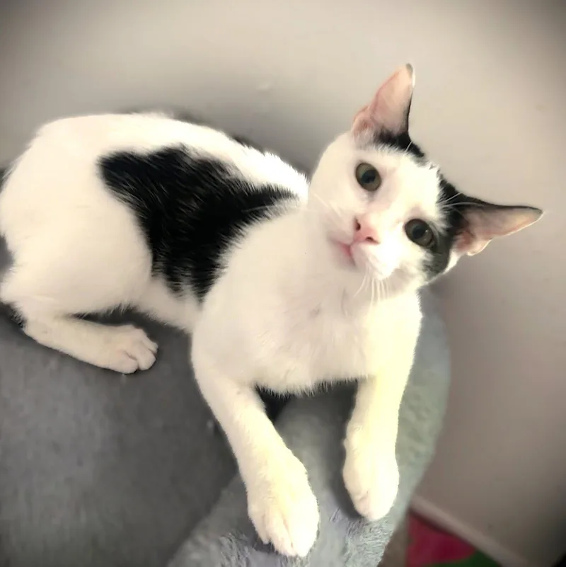 A baby medium-sized male Black & White / Tuxedo Domestic Short Hair cat named Finnegan for adoption in Fort Myers, FL