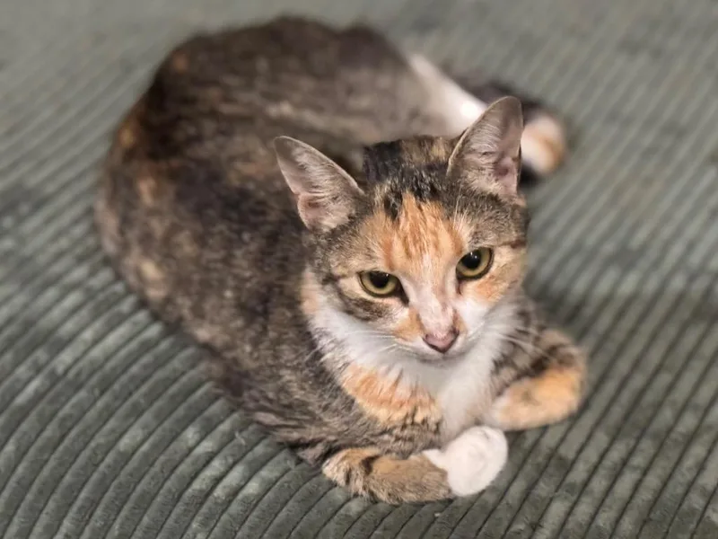 An adult medium-sized female Domestic Short Hair cat named Chloe for adoption in Brainardsville, NY