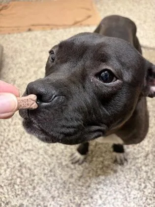 An adult medium-sized female Pit Bull Terrier dog named Evelyn for adoption in Westland, MI