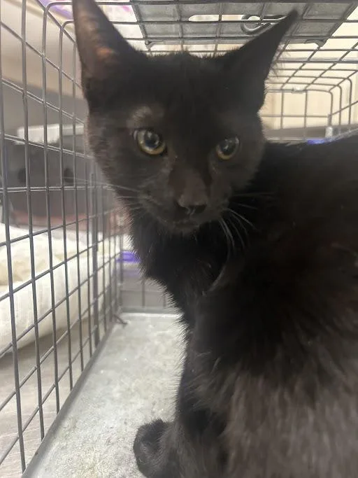 A baby small-sized male Domestic Short Hair cat named Banshee for adoption in Las Vegas, NV