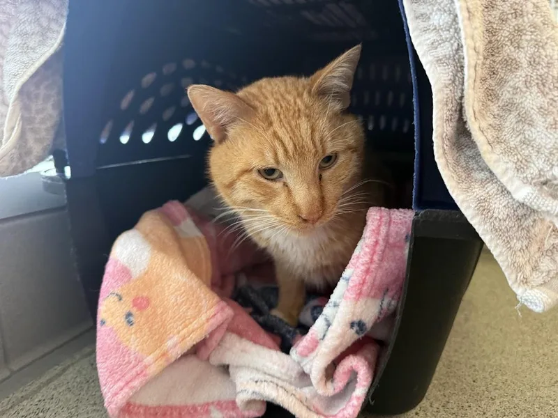 An adult medium-sized male Tabby (Orange / Red) Domestic Short Hair cat named Red for adoption in Berkeley, CA