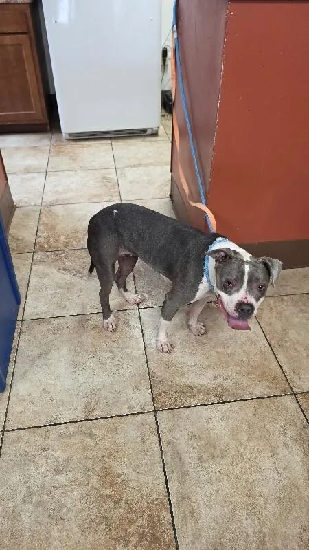 An adult medium-sized female Gray / Blue / Silver Mixed Breed dog named Diamond for adoption in Cincinnati, OH