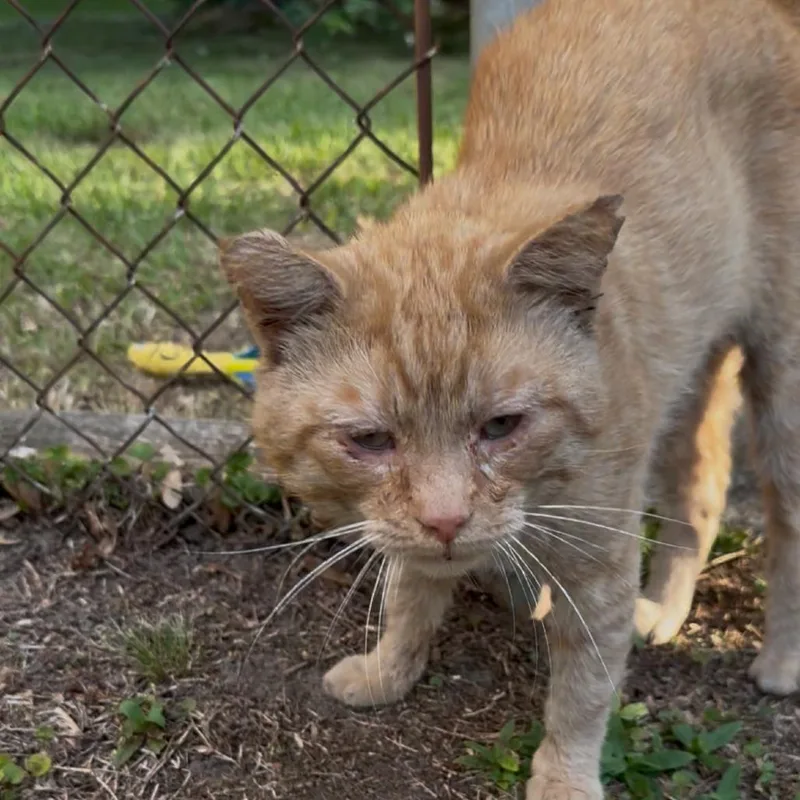 An adult large-sized male Orange / Red Domestic Short Hair cat named London for adoption in Greensboro, NC