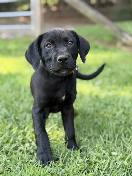A baby large-sized female Labrador Retriever dog named Winky for adoption in Malvern, PA