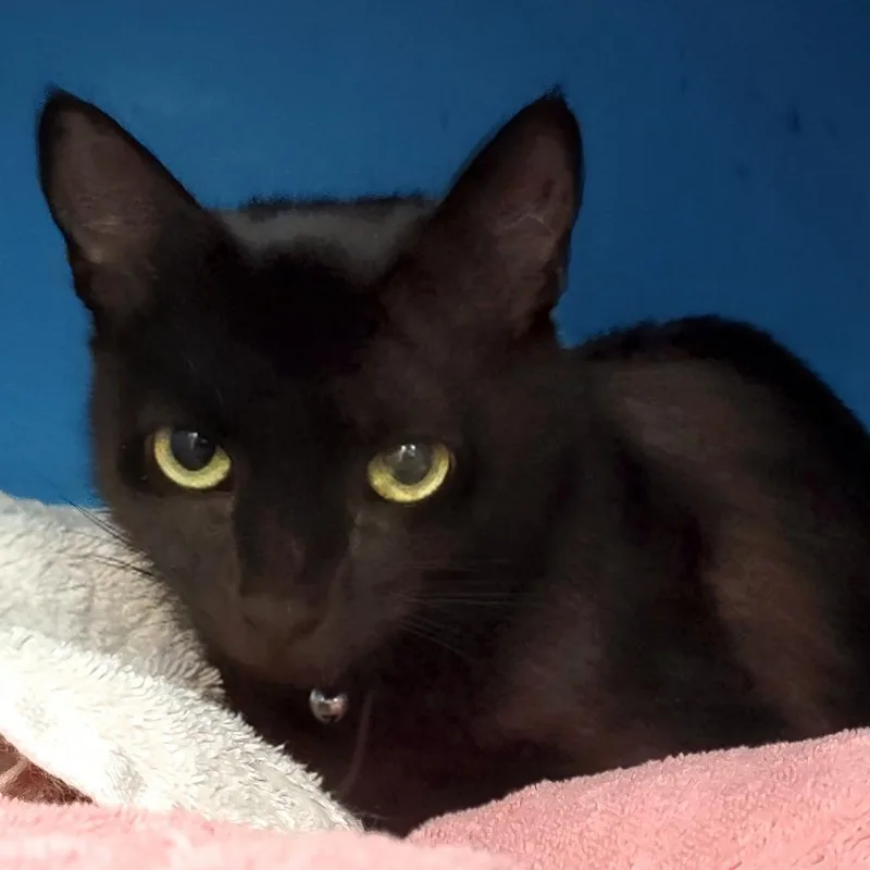 An adult medium-sized female Black Domestic Short Hair cat named Star for adoption in Boston, MA