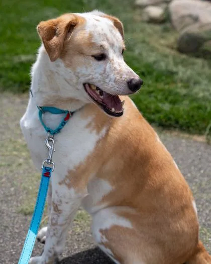 An adult large-sized male Cattle Dog dog named Sunny for adoption in Pequot Lakes, MN