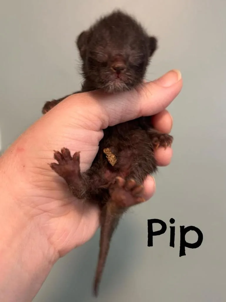 A baby small-sized male Domestic Short Hair cat named Pip for adoption in Rutherfordton, NC