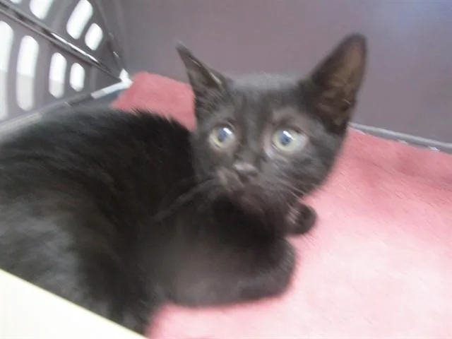 A baby small-sized female Domestic Short Hair cat named Stevie for adoption in Ocala, FL