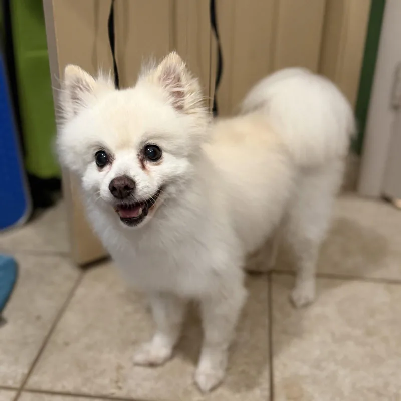 A senior small-sized female Pomeranian dog named CoCo for adoption in Garland, TX
