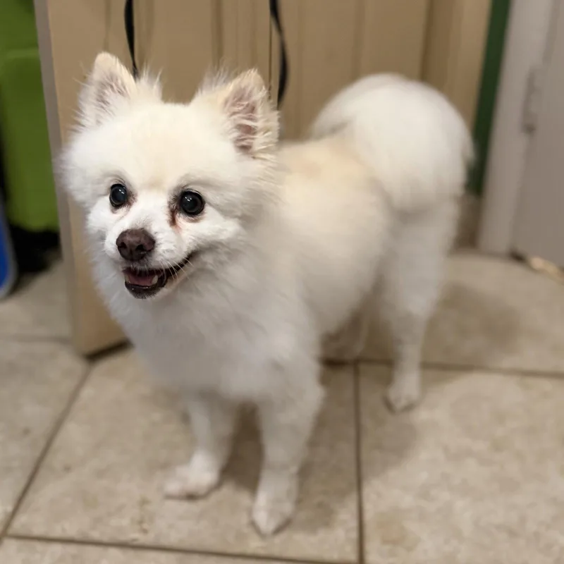 CoCo thumbnail 2