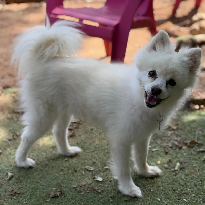 CoCo thumbnail 3