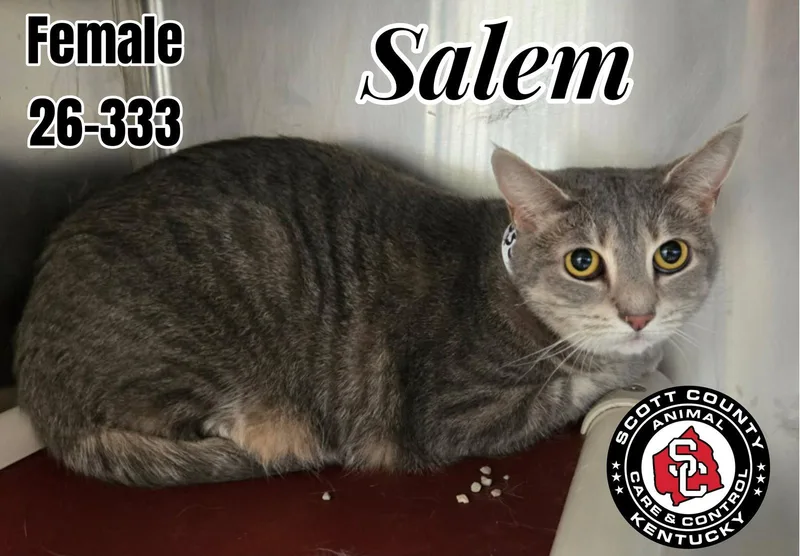 An adult small-sized female Domestic Short Hair cat named Salem for adoption in Georgetown, KY