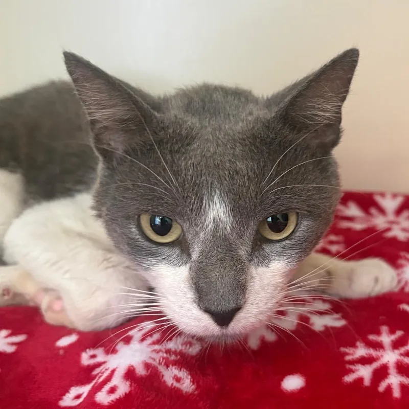 An adult small-sized male Gray / Blue / Silver Domestic Short Hair cat named Wilbur for adoption in Lake Jackson, TX