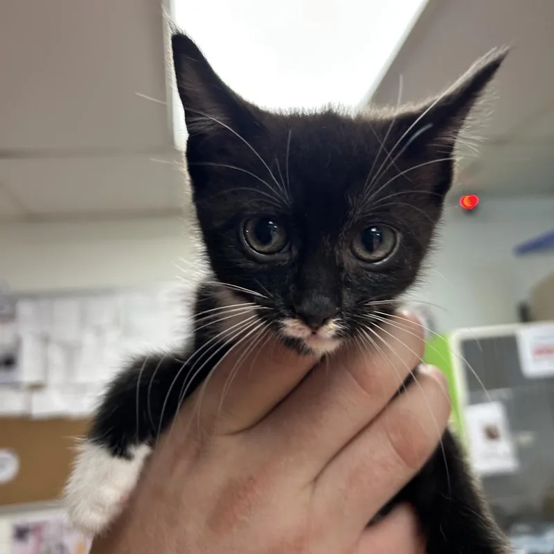 A baby small-sized male Black Domestic Short Hair cat named Toulouse for adoption in Newport, NC